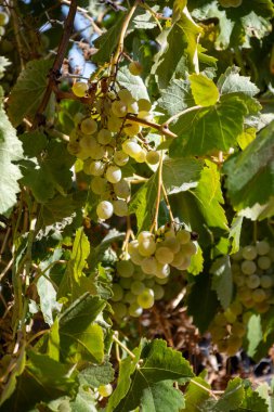 Endülüs, İspanya 'da üzüm bağları, tatlı pedro ximenez veya muscat, veya palomino üzüm bitkileri, Jeremy' nin üretimi için kullanılır, şeri, tatlı ve kuru şarap, hasat zamanı