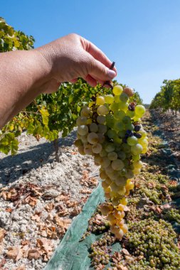Endülüs, İspanya 'da ünlü şarap bağlarında hasat edildikten sonra tatlı beyaz pedro ximenez veya muscat üzümlerinin kurutulması, Montilla-Moriles' de üretilen tatlı şaraplar.
