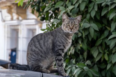 Well-living street cats enjoying sunny day on streets of city Jerez de la Frontera, Andalusia, Spain clipart