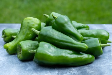 Padron belediyesinden Padron yeşil biberi ya da Herbn biberi, ızgara ya da barbekü için.