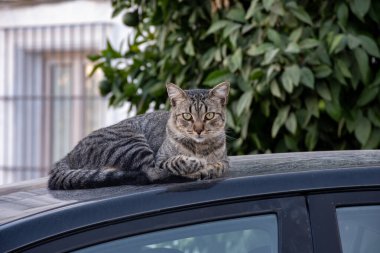 İyi yaşayan sokak kedileri Jerez de la Frontera, Endülüs, İspanya sokaklarında güneşli bir günün tadını çıkarıyorlar.