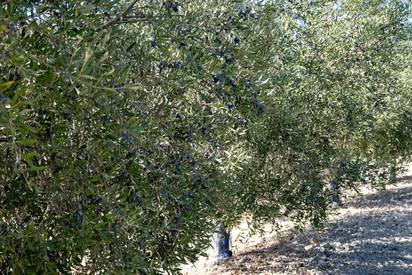 Olgun siyah zeytinli birçok zeytin ağacı Cordoba, İspanya yakınlarındaki Endülüs 'teki tarlalarda yetişiyor, zeytin yağı üretimi