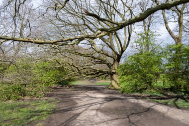 Mart 'ta Parliament Hill' de ve Hampstead Heath 'deki eski meşe ağaçları, tepeler ve manzaralı yürüyüş, Kuzey Londra, İngiltere