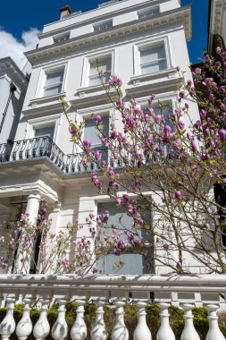 Notting Hill, baharda beyaz evler ve çiçek açan bahçelerle sokaklarda yürümek, şehir hayatı, ilkbaharda Londra, İngiltere 'de varlıklı mahalleler.