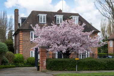 Walking on streets of North London, red brick houses and flowering gardens in spring, city life, wealthy neighbourhoods in London, UK in March clipart