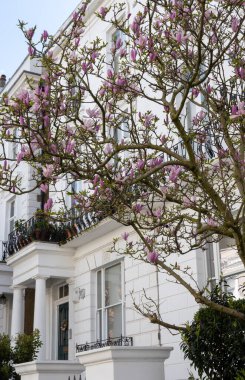 Notting Hill, walking on streets with white houses and flowering gardens in spring, city life, wealthy neighbourhoods in London, UK in spring clipart