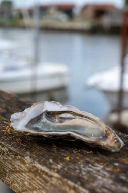 Güneşli bir günde Fransa 'nın Bordeaux, Gujan-Mestras limanı, Arcachon körfezinin tekne ve sularını gören istiridye ve ekmekle taze canlı istiridye yemek.