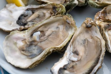 Fransa 'nın Gujan-Mestras limanındaki Arcachon körfezi istiridye çiftliği köyündeki restoranda taze çiğ istiridye kabukları, ekmek, tereyağı ve beyaz şarapla servis edilen tabaklar.