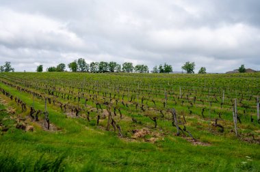 View on vineyards of Cahors, Controlled designation of origin in South West France wine-region with dominant grape variety red Malbec or Auxerrois Noir clipart