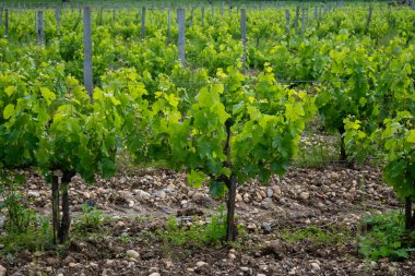 Toprakta yetişen üzümlerle dolu yeşil üzüm bağları yuvarlak taşlı cilloux rules, ünlü kırmızı Portets şarapları, Bordeaux, Fransa