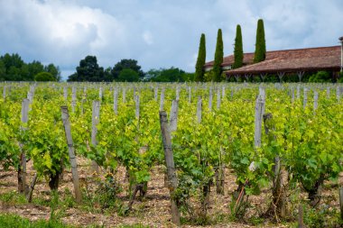 Yazın Bordeaux, Martillac yakınlarındaki yeşil üzüm bağları, Fransa 'da şarap üretim bölgesi, Bordeaux' dan şarap turu