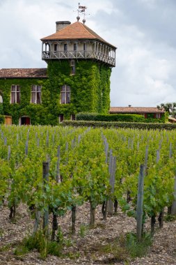 Yazın Bordeaux, Martillac yakınlarındaki yeşil üzüm bağları, Fransa 'da şarap üretim bölgesi, Bordeaux' dan şarap turu