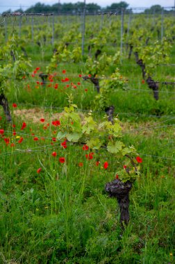 View on vineyards of Cahors, Controlled designation of origin in South West France wine-region with dominant grape variety red Malbec or Auxerrois Noir clipart