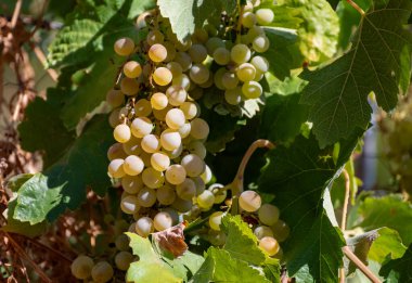 Endülüs, İspanya 'da üzüm bağları, tatlı pedro ximenez veya muscat, veya palomino üzüm bitkileri, Jeremy' nin üretimi için kullanılır, şeri, tatlı ve kuru şarap, hasat zamanı