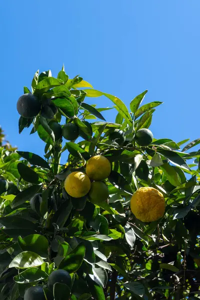 Ekşi portakallı bergamot meyveleri seni İspanya 'ya yaklaştırıyor.