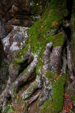 Mullerthal, Lüksemburg 'un Küçük İsviçre' si, yürüyüş yolları, kaya oluşumları, yosun kaplı ormanlar, Avrupa 'daki turizm beldeleri
