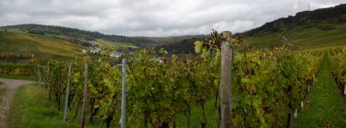 Nittel, Rhineland-Palatinate, Almanya çevresindeki teraslı üzüm bağlarının ve Machtum, Lüksemburg 'daki üzüm bağlarının sonbaharda Moselle Nehri boyunca uzanan manzarası.