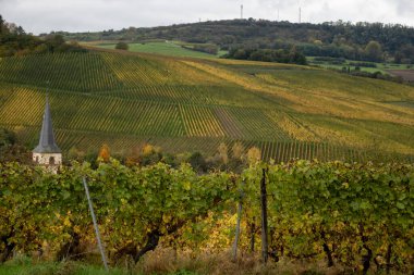 Nittel, Rhineland-Palatinate, Almanya çevresindeki teraslı üzüm bağlarının ve Machtum, Lüksemburg 'daki üzüm bağlarının sonbaharda Moselle Nehri boyunca uzanan manzarası.