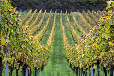 Nittel, Rhineland-Palatinate, Almanya çevresindeki teraslı üzüm bağlarının ve Machtum, Lüksemburg 'daki üzüm bağlarının sonbaharda Moselle Nehri boyunca uzanan manzarası.