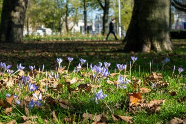 Amsterdam 'ın günlük yaşamı, şehrin merkezi, Kuzey Hollanda, Hollanda, mor çömlek çiçekleri.
