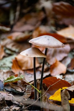 Divercity of wild mushrooms of Mullerthal, Luxembourg's Little Switzerland along hiking routes, rock formations, moss-covered forests, tourist destination in Europe clipart