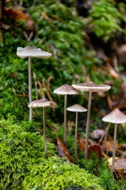 Divercity of wild mushrooms of Mullerthal, Luxembourg's Little Switzerland along hiking routes, rock formations, moss-covered forests, tourist destination in Europe clipart