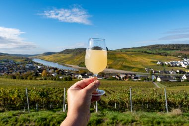 Almanya 'da Moselle nehir vadisinde sonbahar şarap festivali federweisser taze şarap tatma, neuer wein mayalanmış taze kötüleşmiş auxerrois üzüm suyu, ya da yapılmalı. Teraslı üzüm bağlarına bak