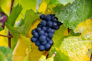 Moselle Nehri Vadisi, Almanya ve Lüksemburg 'daki teraslı üzüm bağlarında hasat zamanı, Grauer Burbunder veya Pinot gris üzümleri yağmur damlalarıyla