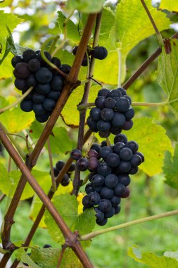 Harvest time on terraced vineyards in Moselle river valley, Germany and Luxembourg, Grauer burbunder or Pinot gris grapes on vine with rain drops clipart