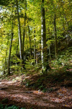 Mullerthal, Lüksemburg 'un Küçük İsviçre' si, yürüyüş yolları, kaya oluşumları, yosun kaplı ormanlar, Avrupa 'daki turizm beldeleri