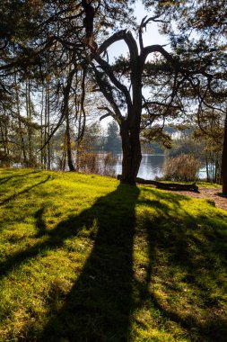 Çam ağaçları ormanı ve göl kışın güneşli bir günde yankılanır, Kuzey Brabant, Hollanda 'da Kempen bölgesi, Eindhoven ve Veldhoven çevresindeki doğa yolları