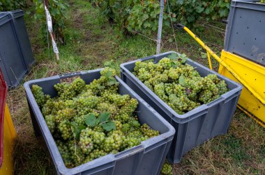 Ambonnay ve Bouzy yakınlarındaki yeşil büyük cru üzüm bağlarından hasat edin. Fransa 'nın Şampanya Bölgesi. Beyaz Chardonnay şarabı üzümü, kesilmiş üzüm kümeleriyle plastik kutular.