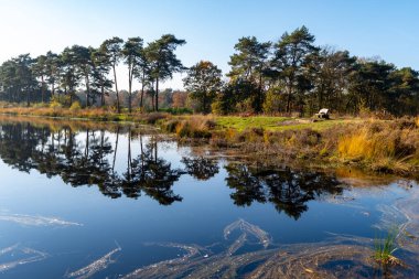 Mirror forest lake with reflection in winter sunny day, Kempen regio in North Brabant, Netherlands, nature trails around Eindhoven and Veldhoven clipart