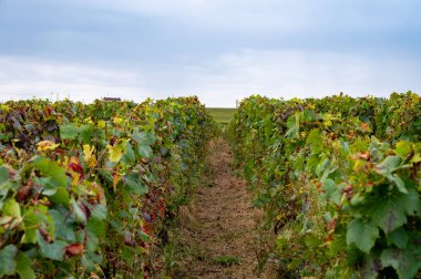 Fransa, Champagne bölgesindeki Ambonnay ve Bouzy yakınlarındaki Grand Cru üzüm bağlarında hasat zamanı. Beyaz Chardonnay ve siyah pinot şarabı üzümleri, üzüm bağlarının manzarası.