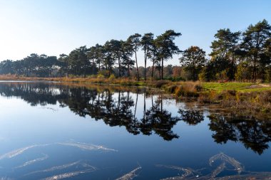 Mirror forest lake with reflection in winter sunny day, Kempen regio in North Brabant, Netherlands, nature trails around Eindhoven and Veldhoven clipart