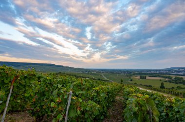 Eylül 'de Hautvillers, Cumieres ve Marne River Valley, Champange, Fransa yakınlarındaki yeşil başbakan cru şampanya bağları ve tarlalarına akşam manzarası