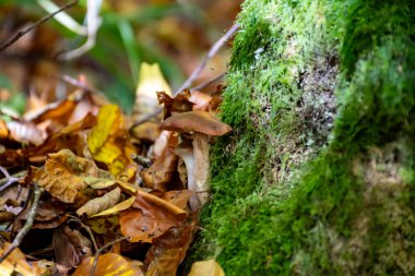 Mullerthal 'in yabani mantarları, Lüksemburg' un Küçük İsviçre 'si yürüyüş yolları boyunca, kaya oluşumları, yosun kaplı ormanlar, Avrupa' da turizm beldesi