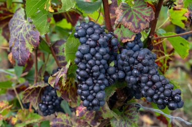 Ripe clusters of pinot noir grapes on vines at autuimn on grand cru champagne vineyards during harvest  time in villages Ambonnay and Bouzy, Champange, France clipart