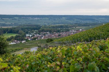 Eylül 'de Hautvillers, Cumieres ve Marne River Valley, Champange, Fransa yakınlarındaki yeşil başbakan cru şampanya bağları ve tarlalarına akşam manzarası