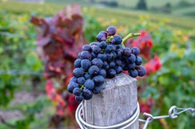 Ripe cluster of pinot noir or meunier wine grapes in autuimn on premier cru champagne vineyards in village Hautvillers, Champange, France, harvest time clipart