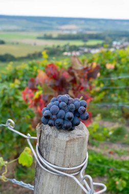 Ripe cluster of pinot noir or meunier wine grapes in autuimn on premier cru champagne vineyards in village Hautvillers, Champange, France, harvest time clipart