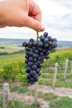 Köy Hautvillers, Champange, Fransa 'da başlıca cru şampanya üzüm bağlarında sonbaharda olgunlaşmış pinot noir veya menüdeki şarap üzümleriyle el ele tutuşan işçiler.