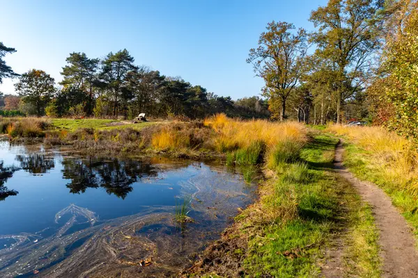 Ayna ormanı gölü kışın güneşli bir günde yansıyor Kuzey Brabant, Hollanda 'da Kempen bölgesi Eindhoven ve Veldhoven çevresindeki doğa yolları