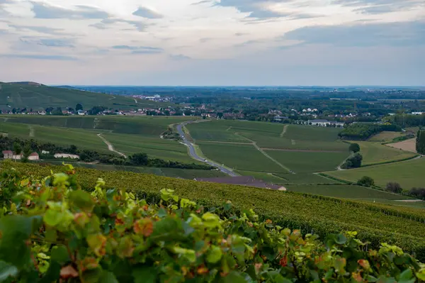 Eylül 'de Hautvillers, Cumieres ve Marne River Valley, Champange, Fransa yakınlarındaki yeşil başbakan cru şampanya bağları ve tarlalarına akşam manzarası