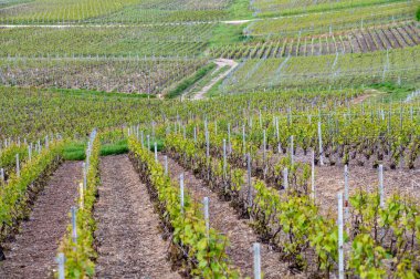 Cramant yakınlarında yeşil büyük cru üzüm bağları olan bahar manzarası, Fransa 'nın Şampanya Bölgesi, Avize Bölgesi. Cote des Blanc 'ın kireçli topraklarında beyaz şarap üzümü yetiştiriyorum..