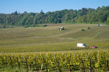 Baharda Avize yakınlarındaki yeşil Grand Cru üzüm bağlarında araba sürüyorum. Fransa 'nın Şampanya Bölgesi. Cote des Blanc 'ın kireçli topraklarında beyaz şarap üzümü yetiştiriyorum..