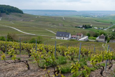 Cramant yakınlarında yeşil büyük cru üzüm bağları olan bahar manzarası, Fransa 'nın Şampanya Bölgesi, Avize Bölgesi. Cote des Blanc 'ın kireçli topraklarında beyaz şarap üzümü yetiştiriyorum..
