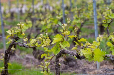 Moulin de Verzenay yakınlarındaki büyük cru Champagne üzüm bağlarına, Montagne de Reims yakınlarındaki Pinot noir üzüm fabrikalarına Verzy ve Verzenay, Champagne, France