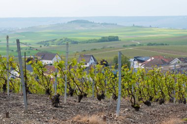 Cramant yakınlarında yeşil büyük cru üzüm bağları olan bahar manzarası, Fransa 'nın Şampanya Bölgesi, Avize Bölgesi. Cote des Blanc 'ın kireçli topraklarında beyaz şarap üzümü yetiştiriyorum..