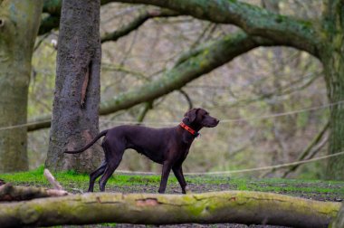 Parlemento tepesinde ve şehir parkında köpeklerle yürüyorum. Hampstead Heath 'de eski özgürlükler, tepeler ve manzaralar, Kuzey Londra, İngiltere, büyük şehirlerdeki hayvanlar.